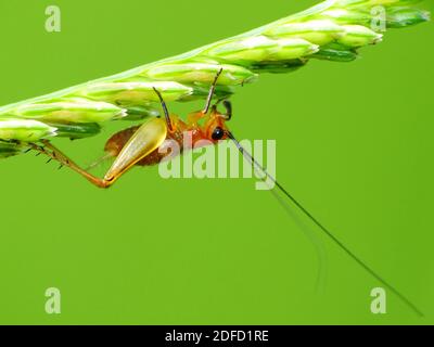 Insektenaktivität im täglichen Leben Stockfoto