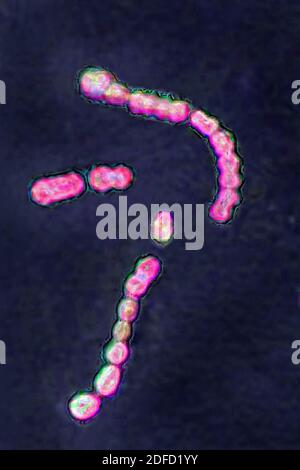 Streptococcus pyogenes Stockfoto