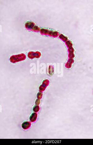 Streptococcus pyogenes Stockfoto