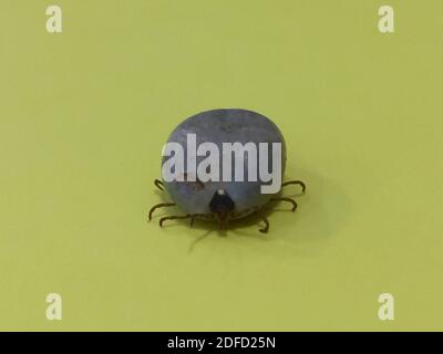 Engorgte Erwachsene einStern Zecke Stockfoto