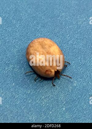 Engorgte Erwachsene einStern Zecke Stockfoto