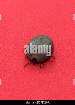 Engorgte Erwachsene lonestar Zecke Stockfoto