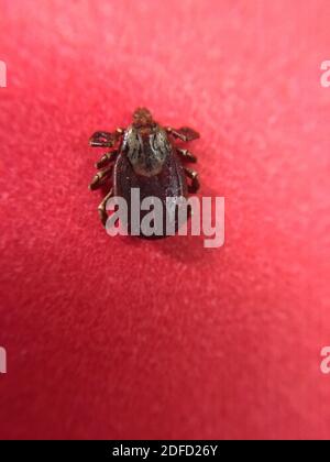 Diese ausgewachsene Hundezecke, oder Dermacentor variabilis, wurde in Annapolis, Maryland, gesammelt. Hundezecken können den Erreger übertragen, der tickborne Diseas verursacht Stockfoto