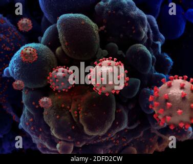 Neuartiges Coronavirus sars-COV-2 Stockfoto