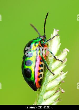 Insektenaktivität im täglichen Leben Stockfoto