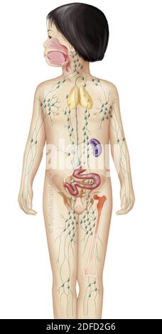 Lymphsystem bei Kindern, Lymphnetz, Lymphknoten, lymphatische Organe. Medizinische Illustration, die das lymphatische System in einer Silhouette von Stockfoto