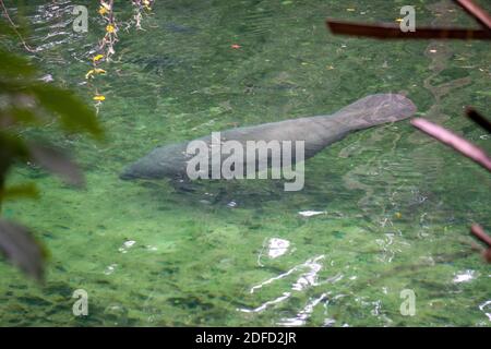 Manatee Schwimmen im klaren Wasser im Blue Spring State Park Florida Stockfoto