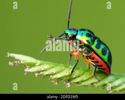 Insektenaktivität im täglichen Leben Stockfoto