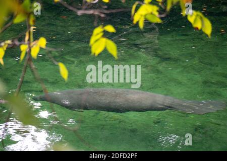 Manatee Schwimmen im klaren Wasser im Blue Spring State Park Florida Stockfoto