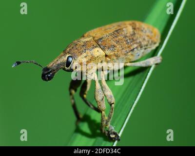 Insektenaktivität im täglichen Leben Stockfoto
