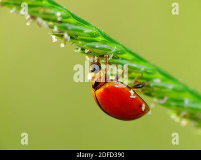 Insektenaktivität im täglichen Leben Stockfoto