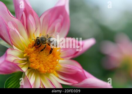 Biene auf einer Dahlia 'Fancy Pants' rosa und weiß Dahlia Blume Biene Makro aus nächster Nähe. Stockfoto