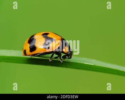 Insektenaktivität im täglichen Leben Stockfoto