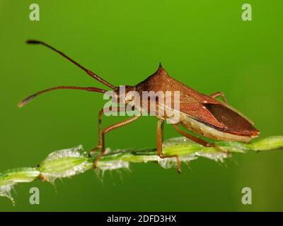 Insektenaktivität im täglichen Leben Stockfoto