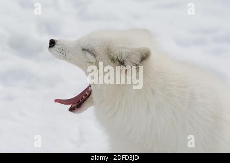 Dieser wunderschöne arktische Fuchs im Norden Quebecs ist entweder müde oder gelangweilt. Stockfoto
