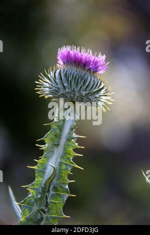 Culzean Castle, South Ayrshire, Schottland, Großbritannien. Wildblumenwiese im ummauerten Garten. Tausend Lichter Stockfoto