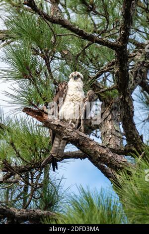 Osprey thronte hoch auf einem Kiefernzweig Stockfoto