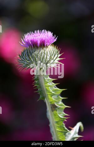 Culzean Castle, South Ayrshire, Schottland, Großbritannien. Wildblumenwiese im ummauerten Garten. Tausend Lichter Stockfoto