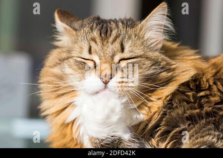 Liebenswert tabby Katze reinigt ihre weiße Pfote, sibirische Rasse Stockfoto