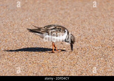 Liebhaber auf der Suche nach Essen im Sand bei Anastasia State Park Florida Stockfoto