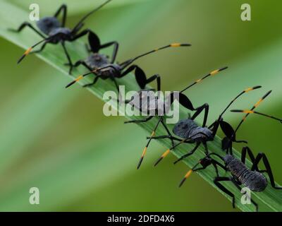 Insektenaktivität im täglichen Leben Stockfoto