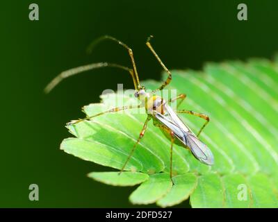 Insektenaktivität im täglichen Leben Stockfoto