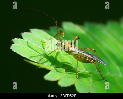 Insektenaktivität im täglichen Leben Stockfoto