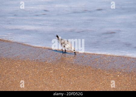 Sandpiper auf der Suche nach Essen entlang der Wasserpause in Anastasia State Park Florida Stockfoto