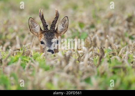 Junger Rehbock im Getreidefeld, (Capreolus Capreolus), Stockfoto