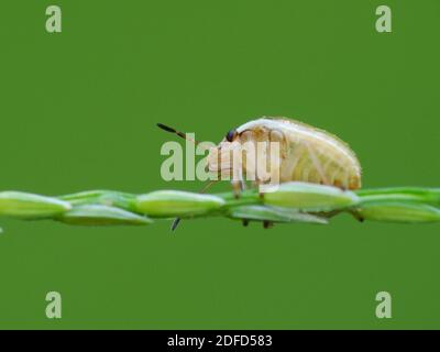 Insektenaktivität im täglichen Leben Stockfoto