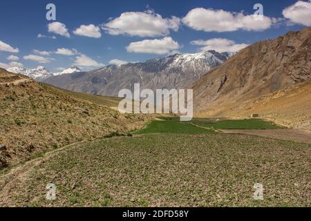Grüne Felder im hohen Himalaya-Gebirge im Dorf Kibber im Spiti-Tal. Stockfoto