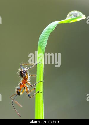 Insektenaktivität im täglichen Leben Stockfoto