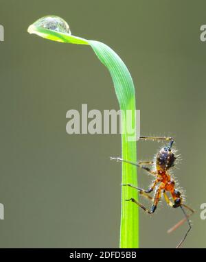 Insektenaktivität im täglichen Leben Stockfoto
