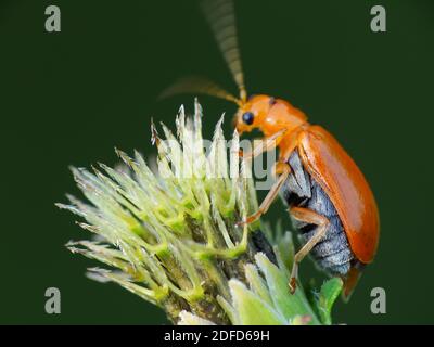 Insektenaktivität im täglichen Leben Stockfoto