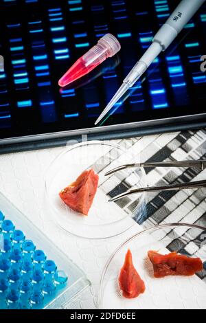Illustration über die Herstellung von genetisch verändertem Fleisch. Stockfoto