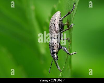 Insektenaktivität im täglichen Leben Stockfoto