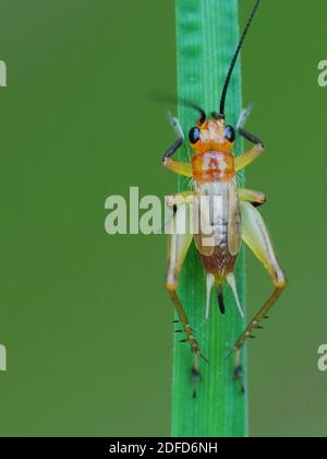 Insektenaktivität im täglichen Leben Stockfoto