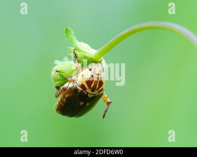 Insektenaktivität im täglichen Leben Stockfoto