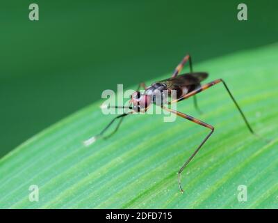 Insektenaktivität im täglichen Leben Stockfoto