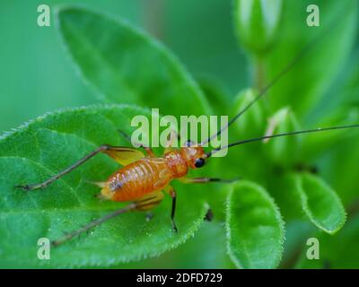 Insektenaktivität im täglichen Leben Stockfoto