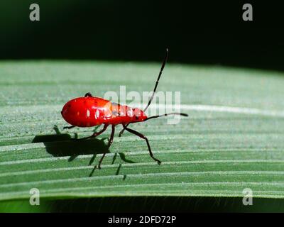 Insektenaktivität im täglichen Leben Stockfoto