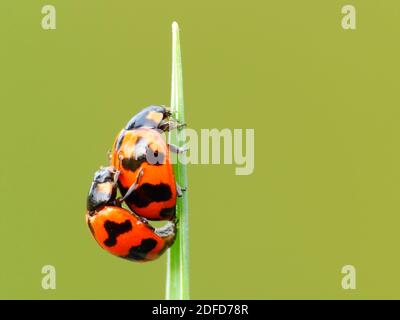 Insektenaktivität im täglichen Leben Stockfoto
