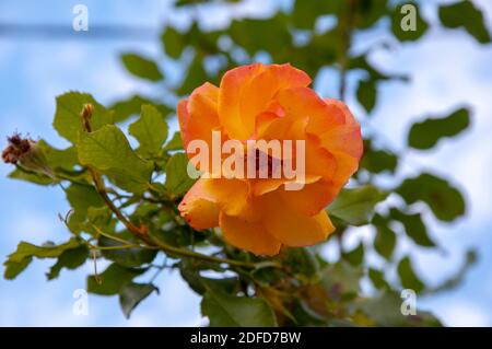 Einzelne Orangenrose im Garten Stockfoto