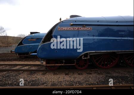 'Bittern' und 'Dominion of Canada' im Hof von Barrow Hill. Stockfoto