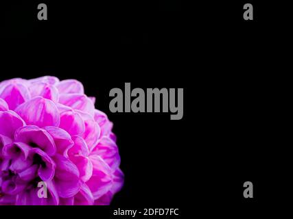 Schöne rosa Blume mit kleinen Blütenblättern, isoliert auf schwarzem Hintergrund und mit Copyspace. . Hochwertige Fotos Stockfoto
