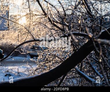 Zerbrochener Baumstamm und Äste nach einem eisigen Regen. Stockfoto