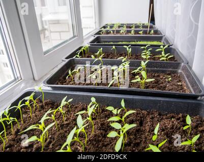 Nutzung der Fensterbank als Gewächshaus für Pflanzen Stockfoto