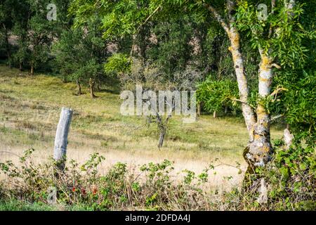 Landschaft in der Nähe des Roquefort-sur-Soulzon, Frankreich, Europa. Stockfoto