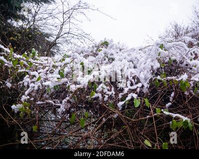 Schnee in Great Bardfield Braintree Essex. Für diesen Teil des Landes ist das schon früh Stockfoto