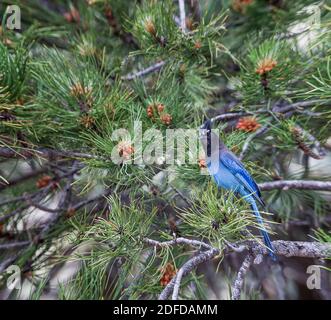 Steller's Jay ist ein jay, der im westlichen Nordamerika beheimatet ist und eng mit dem blauen jay verwandt ist, der überall auf dem Kontinent gefunden wird, aber mit schwarzem Kopf und Oberkörper. Es wird auch langkrebsenhäher, berghäher oder kiefernhäher genannt. Dieses fanden wir in der Nähe von Boulder, Colorado. Vereinigte Staaten von Amerika Stockfoto